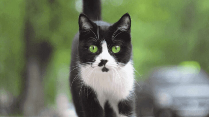 10 Sweet Gestures That Mean “I Trust You With My Life” in Cat Language