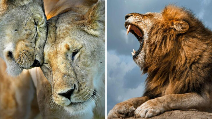 10 Ways Big Cats Mark Their Territory and Why It Matters