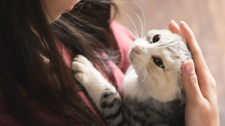 10 Ways Cats Respond When You’re Stressed