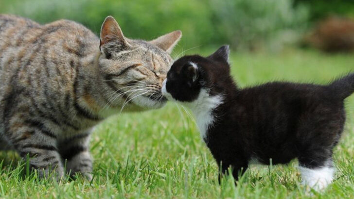 10 Ways to Encourage Your Cat to Be More Social