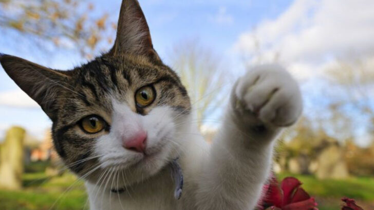 10 Ways Your Deceased Cat May Be Reaching Out to You