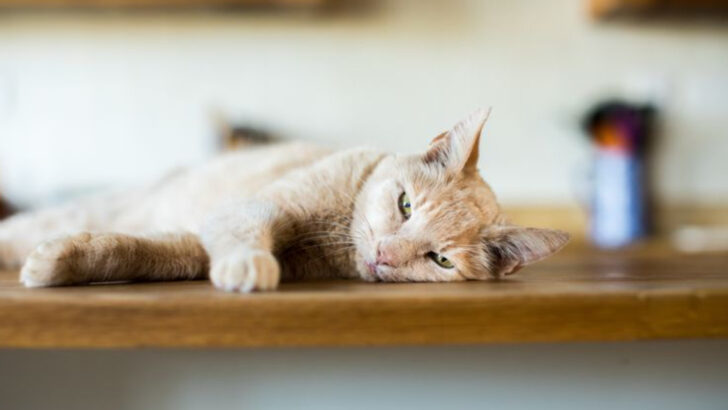 10 Ways You’re Driving Your Cat to Ignore You