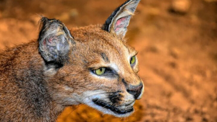 10 Wild Cats That Share More Traits With House Cats Than You Think
