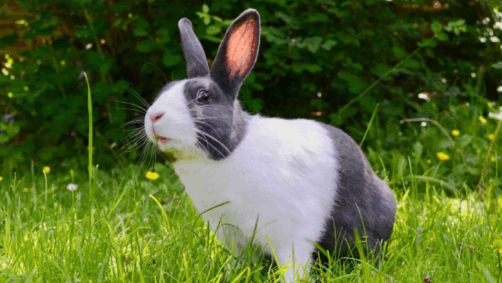 11 Pets That Bring Peace and Happiness When You Need It Most