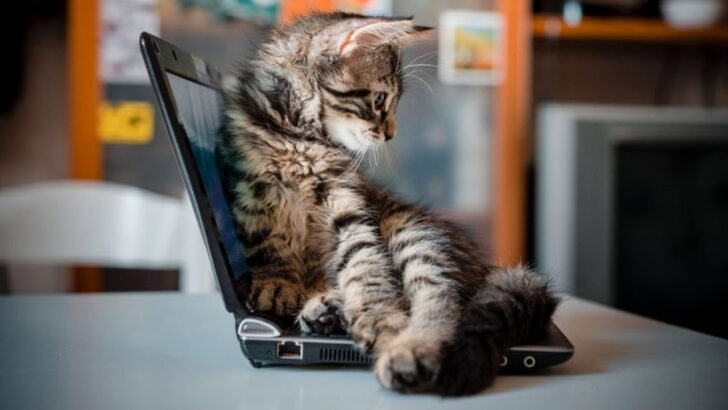 11 Behaviors That Mean Your Cat Misses You More Than You Realize