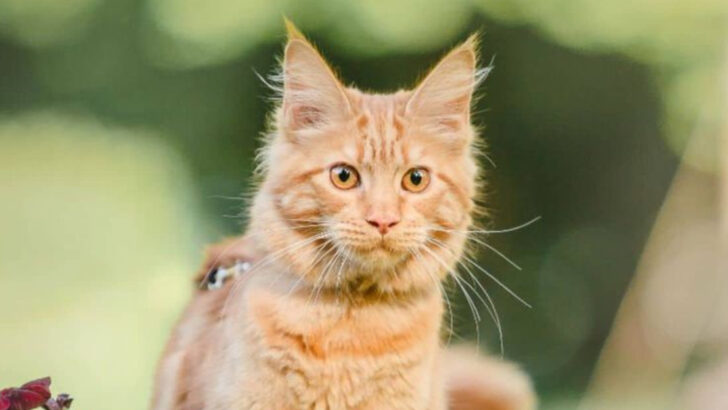 11 Cat Breeds That Crave More Attention Than You’d Expect