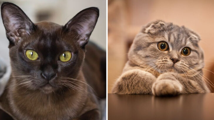 11 Cat Breeds That Struggle With Loss But Recover With Love