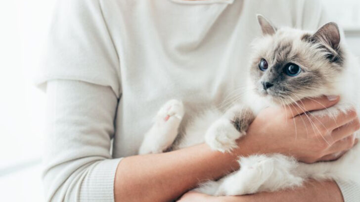 11 Cat Breeds That Were Practically Made for Cuddling