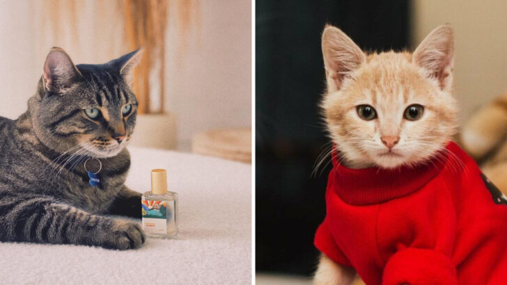 11 Cat Products Vets Say You Don’t Really Need