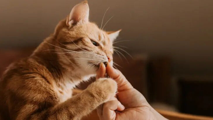 11 Compassionate Ways to Gain the Trust of Your Anxious Cat