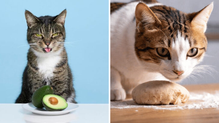 11 Kitchen Ingredients You Should Keep Away From Your Cat