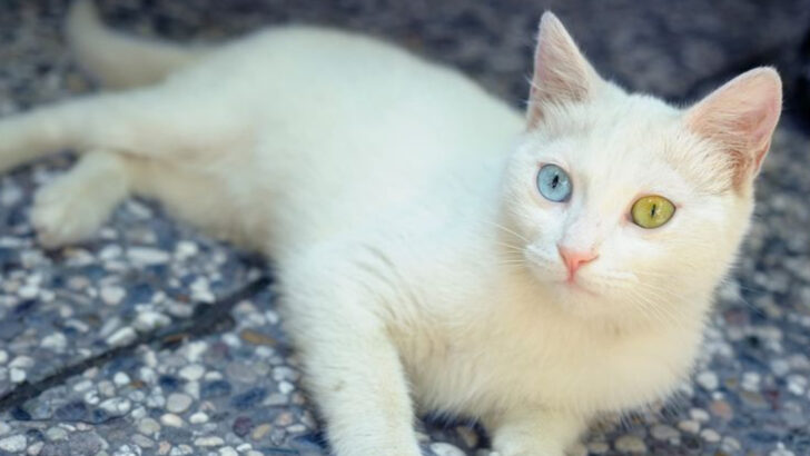 11 Rare Cat Breeds You’ve Probably Never Met