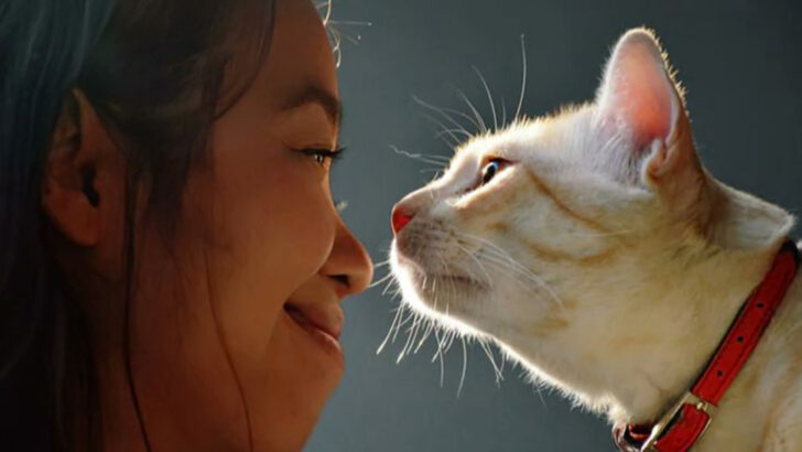 11 Sweet Cat Habits That Mean You’re Family Now