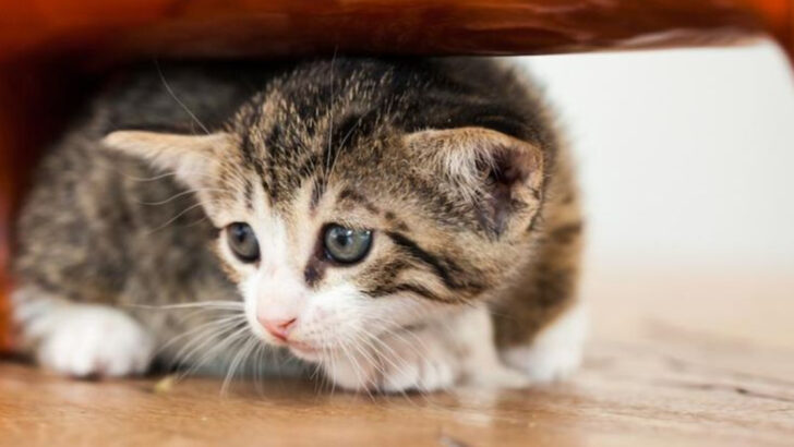 11 Things Cats Never Forget About How You Treat Them