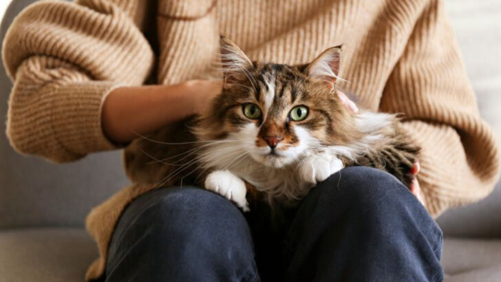 11 Ways Cats Show They’re Beginning to Trust You Again