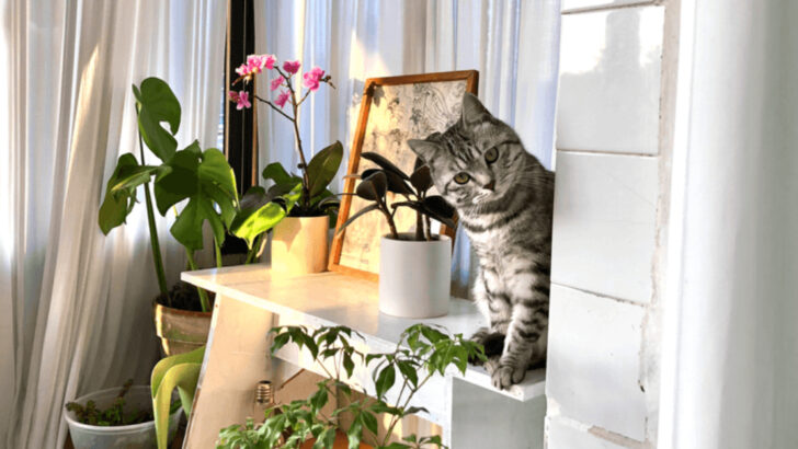 11 Ways to Help a Cat Adjust to a New Routine