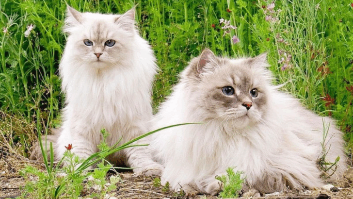 12 Best Cat Breeds for Households With Other Pets