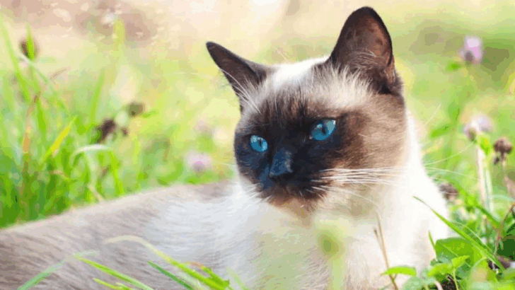 12 Cat Breeds With the Most Loving Personalities