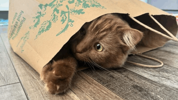 12 Fun Ways to Entertain Your Cat Without Spending a Dime