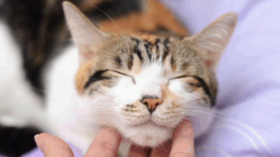 12 Small Gestures to Win Your Cat's Heart