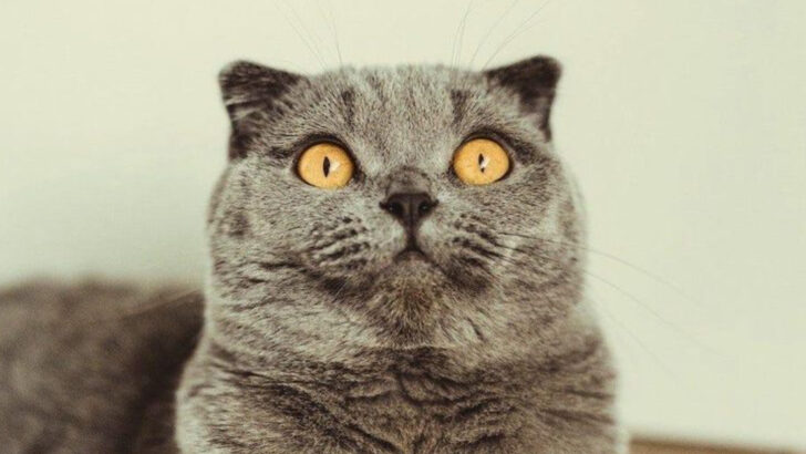 12 Cat Breeds Known for Their Boundless Love and Devotion