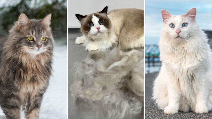 12 Cat Breeds That Shed the Most (And What to Expect)