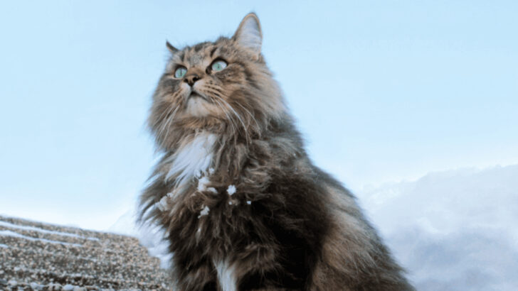 12 Cat Breeds That Were Bred for Royalty (and Still Know It)
