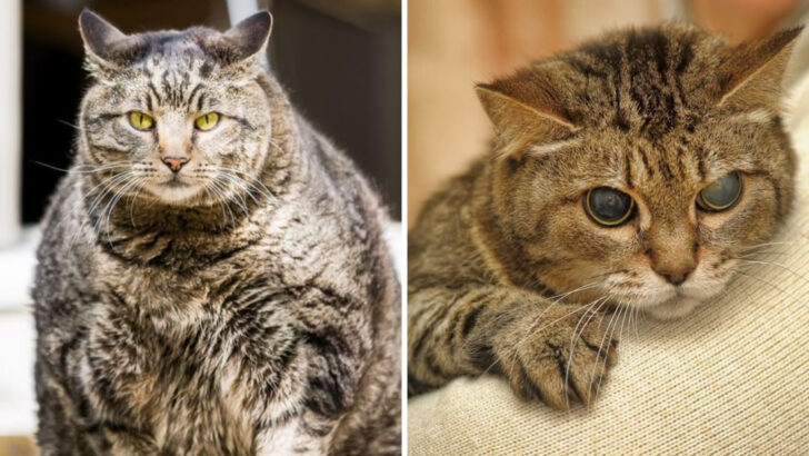 12 Common Health Issues in Senior Cats and How to Manage Them