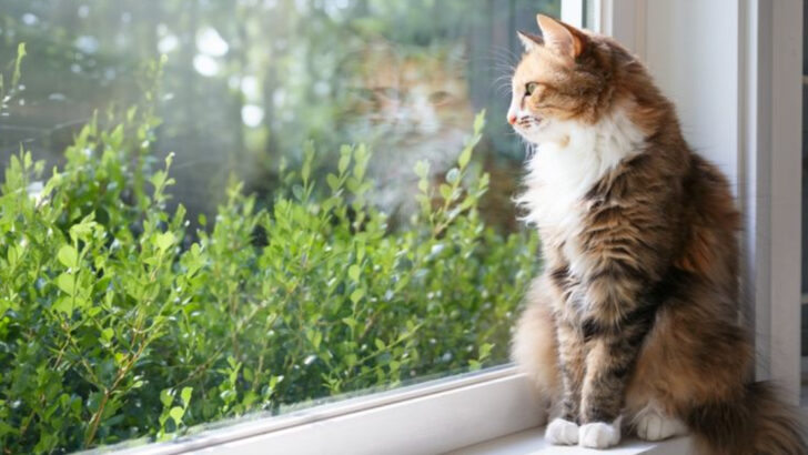 12 Emotional Needs Your Cat Is Trying to Tell You About