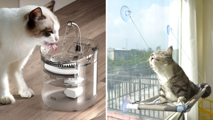 12 Essentials Every Indoor Cat Needs (But Many Owners Overlook)