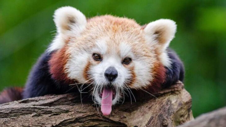 12 Fluffy Animals Who Can Be Both Sweet and Savage