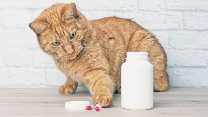 12 Foods That Seem Safe for Cats But Aren’t