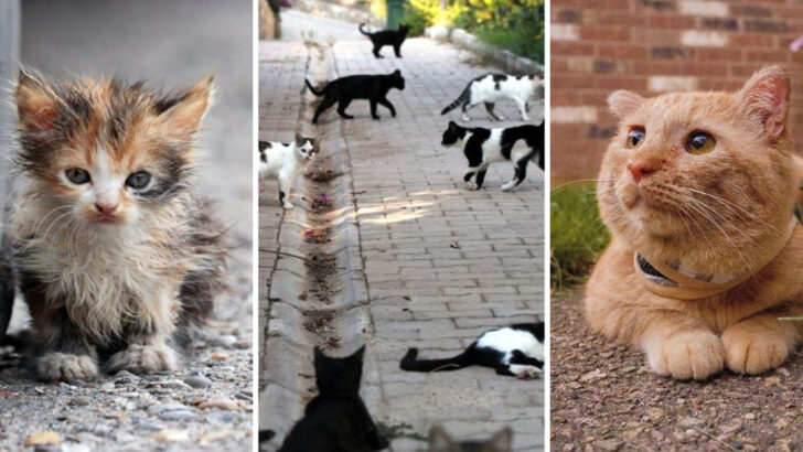 12 Heartfelt Reasons To Adopt A Stray Cat & 7 Things To Consider Before That