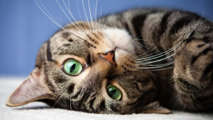 12 Secret Behaviors Cats Only Show Once You Gain Their Trust
