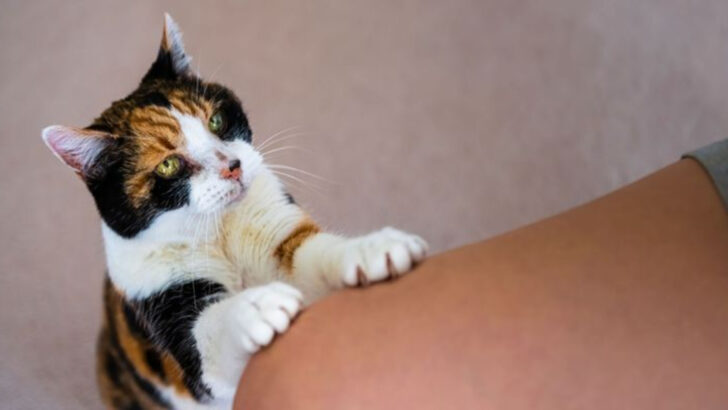 12 Signs Your Cat Is Quietly Begging for More Love and Attention