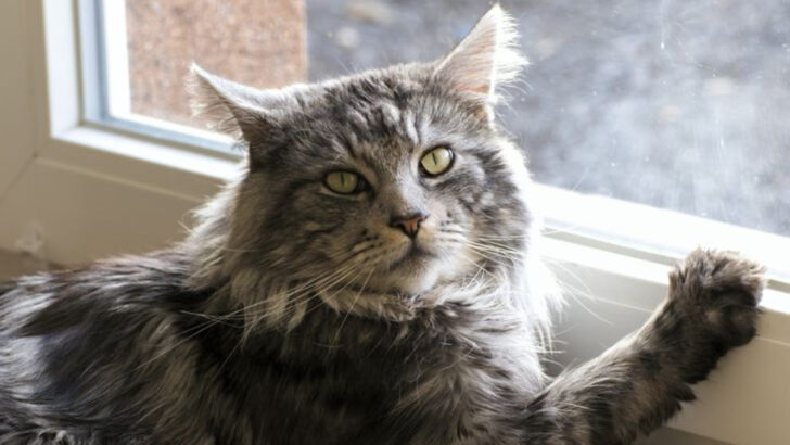12 Ways to Bring Joy and Comfort to Your Senior Cat’s Life