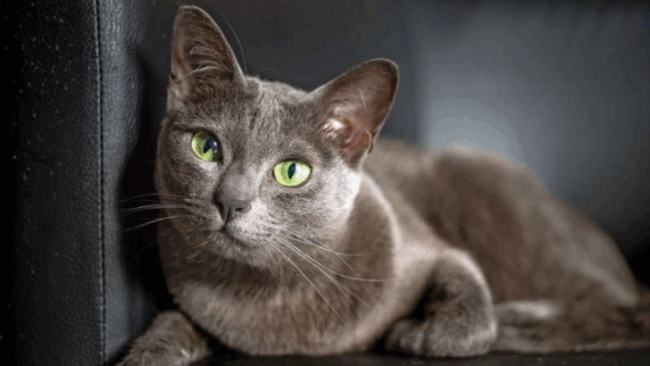 13 Cat Breeds That Are Smarter Than Most People Realize