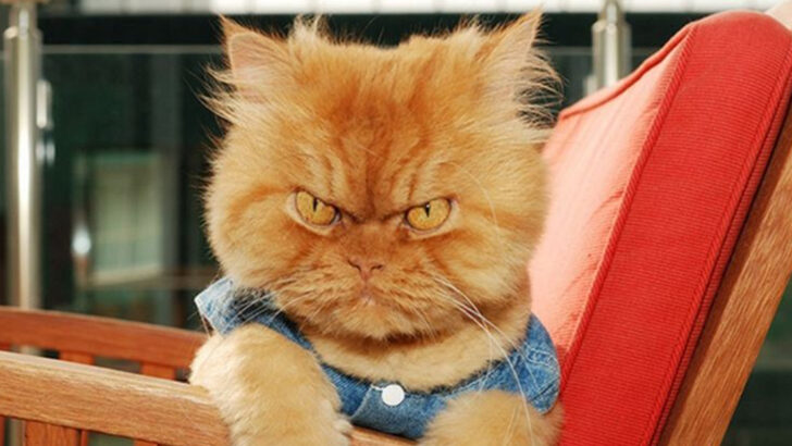 13 Annoying Things Your Cat Wishes You’d Just Quit