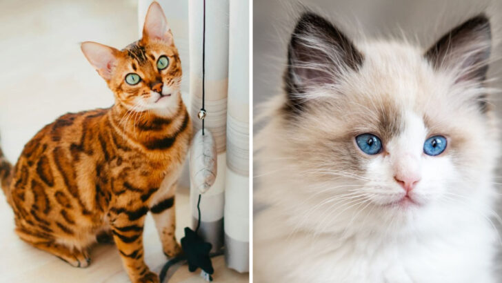 13 Best Cat Breeds to Add a Touch of Elegance to Your Home