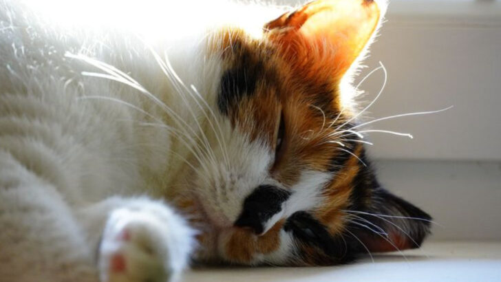 13 Cat Behaviors That Could Mean Something’s Wrong
