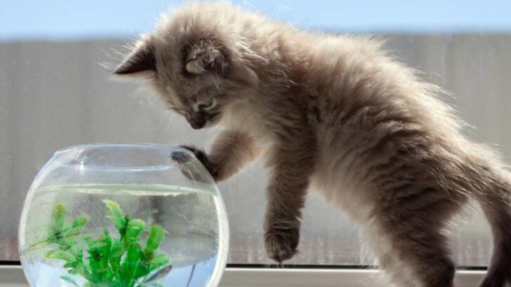 13 Cat Behaviors You Should Never Punish or Correct