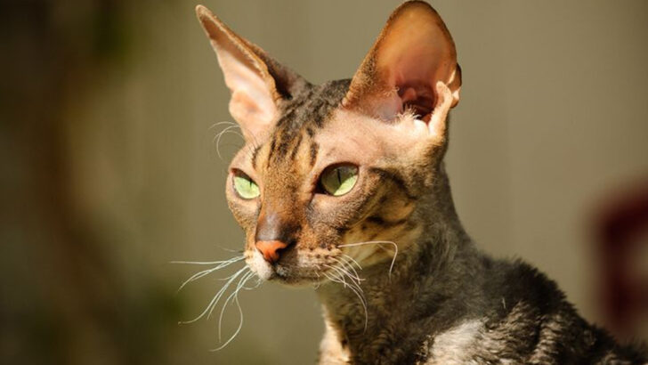 13 Cat Breeds That Are Smarter Than Most People Realize