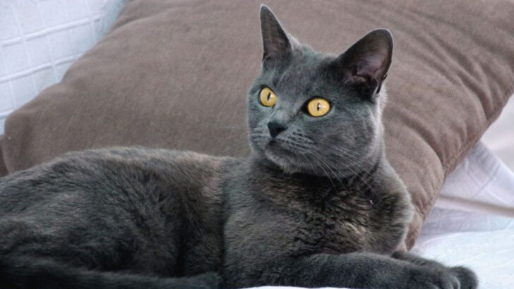 13 Cat Breeds That Need Quiet Trust More Than Constant Attention