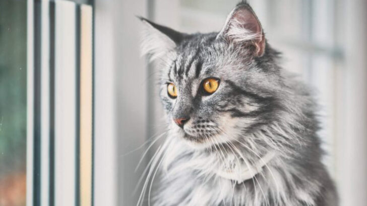 13 Independent Cats That Will Love You—From Across the Room