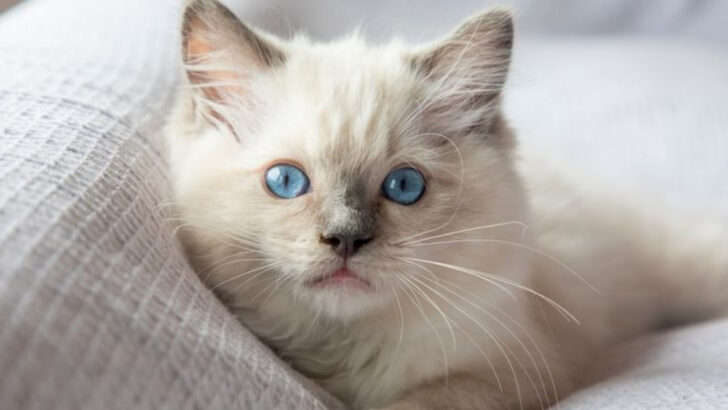 13 Reasons Ragdolls Are the Best Cats