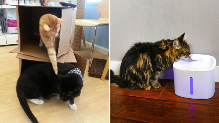 13 Scientifically Proven Activities That Make Cats Happiest
