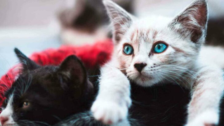 13 Secret Emotional Needs Your Cat Hides Until She Feels Safe