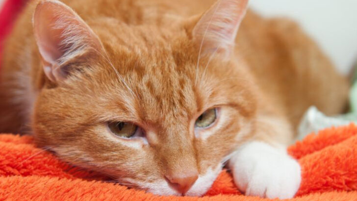 14 Surprising Things You Do That Your Cat Sees as a Threat