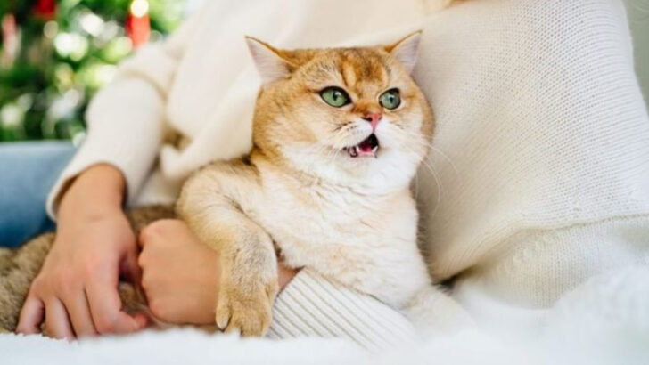 13 Surprising Things Your Cat Would Say If They Had a Voice