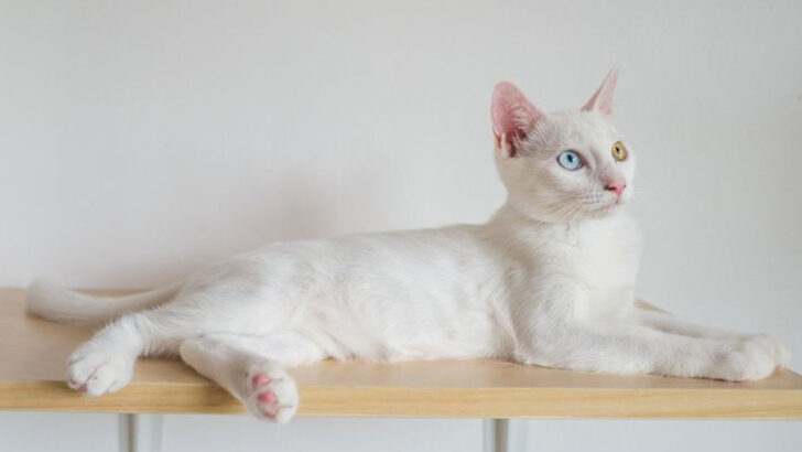 13 Things You Can Do Today to Make Your Cat Happier Tomorrow